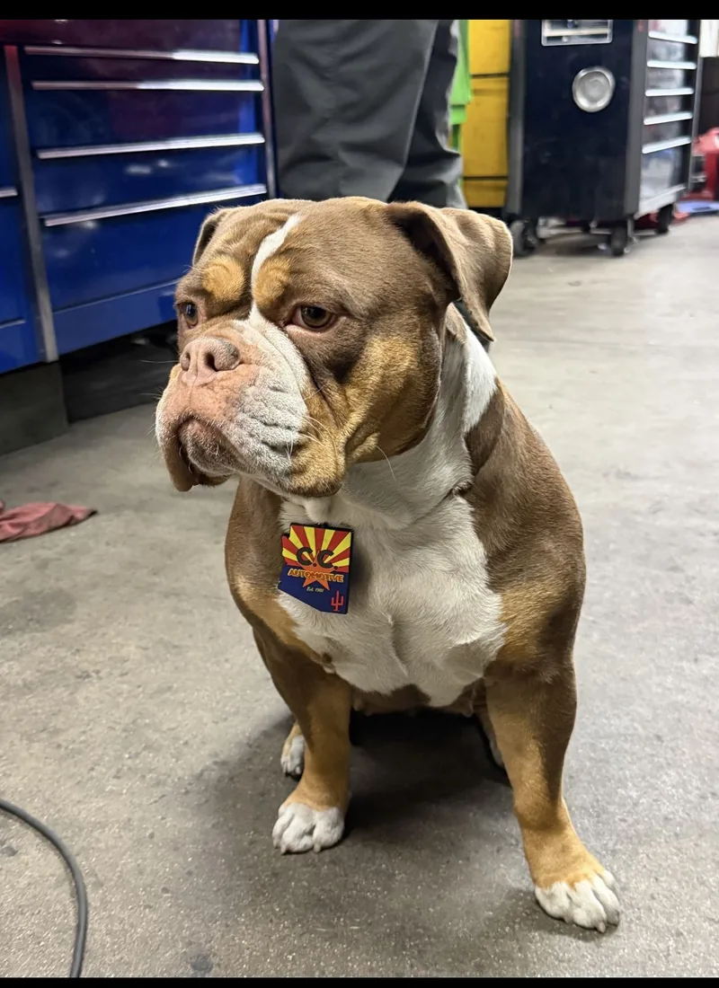 C.C. Automotive shop dog wearing a branded Arizona collar tag