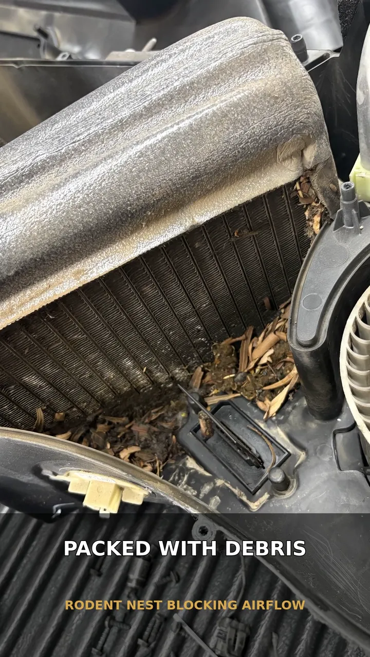 Heater box packed with rodent nest debris at C.C. Automotive Repair in Tucson